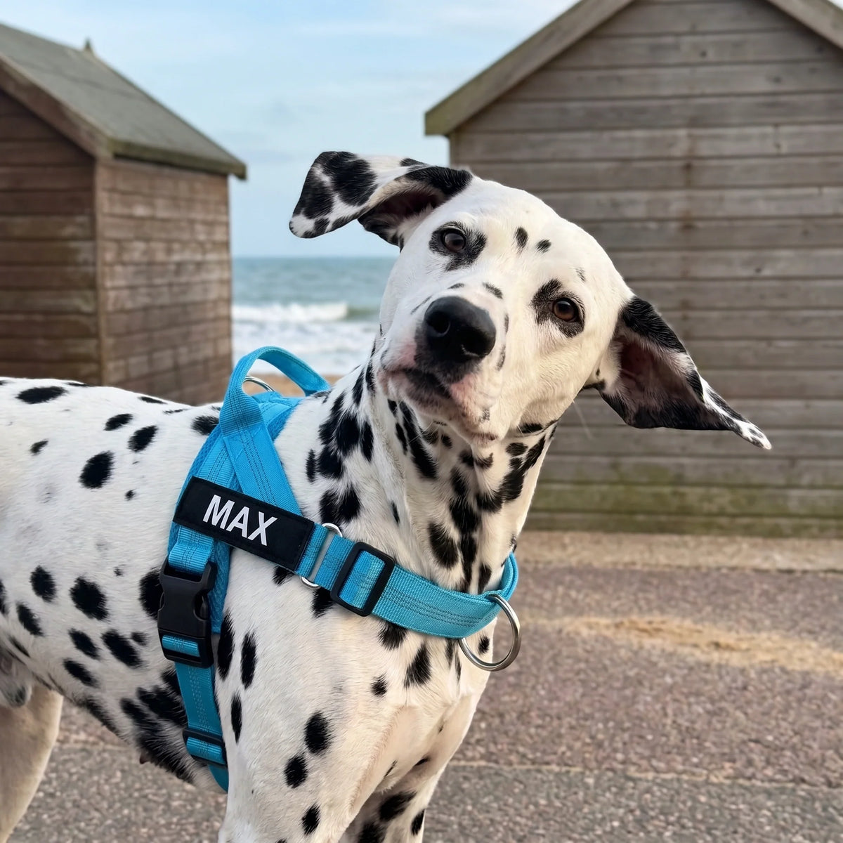 SafePaw™ – Anti-Trek Hondenharnas