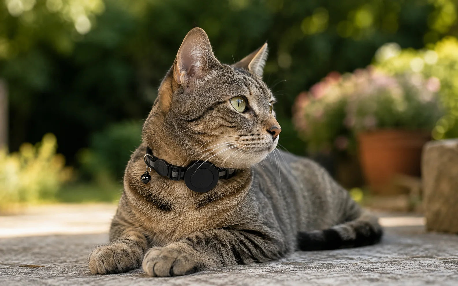 Kat met de Félis-halsband buiten in de tuin