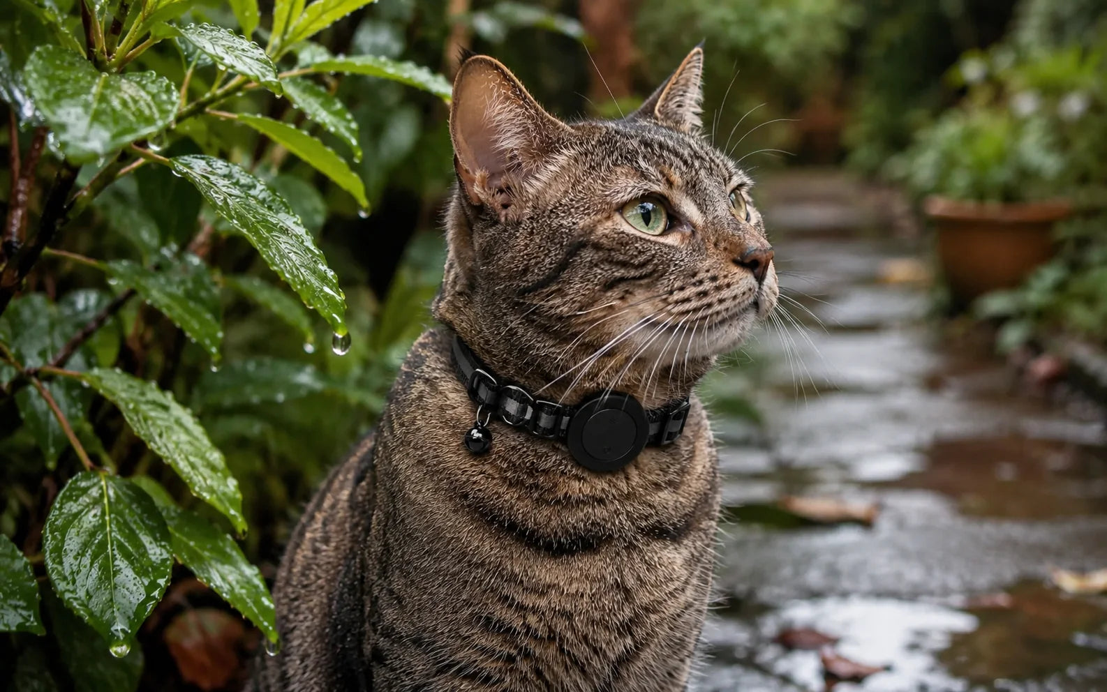 Kat met de compacte Félis-tracker in een natte tuin na regen